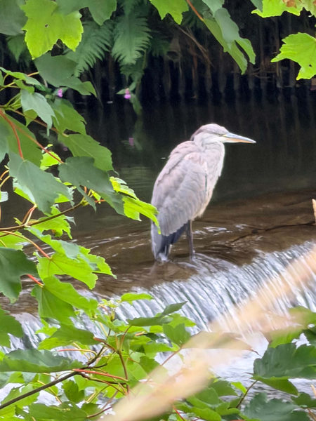 Heron in River Irwell Rawtenstall